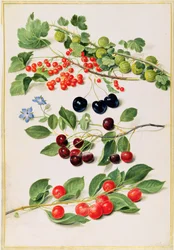 Stachelbeeren, Kirschen und Johannisbeeren, 1661